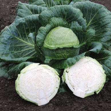 Kaitlin Cabbage
